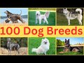 Are You Ready For A New Best Friend Learn About All Dog Breeds Now