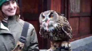Falconry School at the Ashford Castle in Ireland