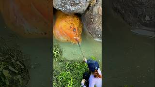 Download lagu Mancing belut monster yang bersarang di bebatuan. #mancingbelut #belutbabon #amazing mp3 Download lagu Mancing belut monster yang bersarang di bebatuan. #mancingbelut #belutbabon #amazing mp3