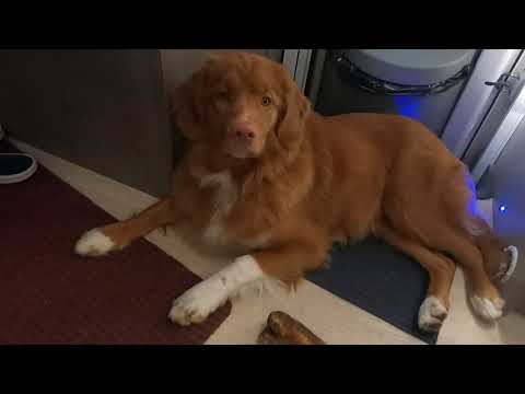 CX Euro Trip 2020 -  Ep  3: Superprestige Ruddervoorde