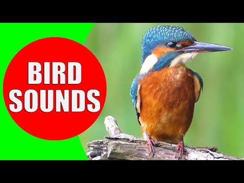 Bird sounds for kids - PART 1 - Bird Identification: Children Learn Common City Birds and Fowls