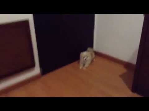 Chika The Ballerina Dog