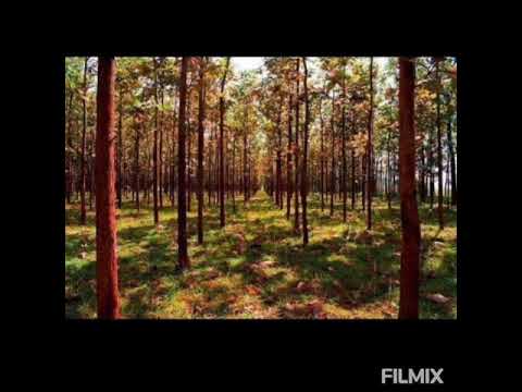 Kisiroj warish jo aaye samjh lena bundo me mai hu 😘BEAUTIFUL NATURE...