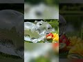When Glass Comes Alive ✨ | Curated ASMR by Artley’s Ark