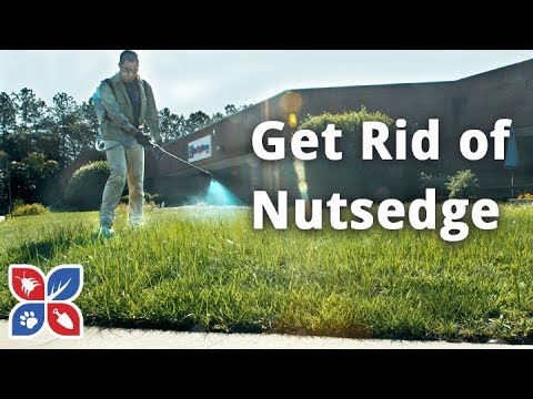  Do My Own Lawn Care  -  How to Get Rid of Nutsedge Video 