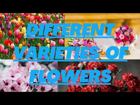 Different Varieties of beautiful flowers | with relaxing rabab music| real beauty of nature