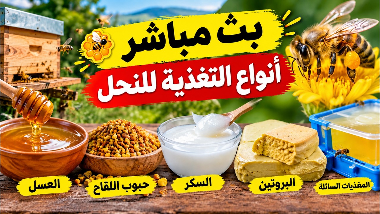 بث مباشر. انواغ التفذية للنحل
