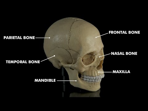 Human skull anatomy & Physiology: 3d animation