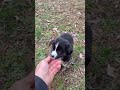 Australian Shepherd dogs for sale: Baby Doll - Video 2