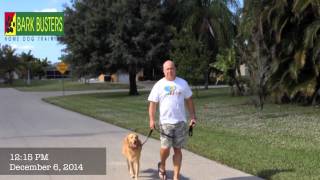 Rescued Golden Retriever - Dog Training of Fort Myers - Patrick Logue