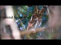 Oriental Scops Owls At Phutthamonthon