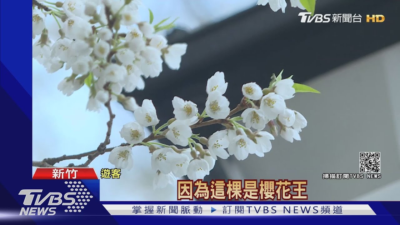 「櫻王」爆發!仙氣雪白花瓣 未來兩週最美