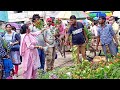 Yucca Plant Pentas Plant Dracaena Plant Loropetalum Plant Rangoon Creeper Plumeria Snake Plants
