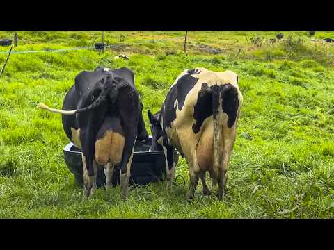 LA MEJOR GENÉTICA DE VACAS LECHERAS HOLSTEIN QUE HE VISTO EN PASTOREO - EL HATO, COLOMBIA 🇨🇴