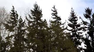 preview picture of video 'Moderate Windstorm of 02 Apr 2010 as Viewed from Surrey, BC'