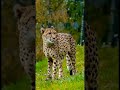 Puli Cheetah Chirutha Sailajamudigal