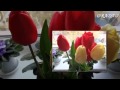 Алые тюльпаны Ян Райбург Для всех женщин МИРА!!! @RADA@ 