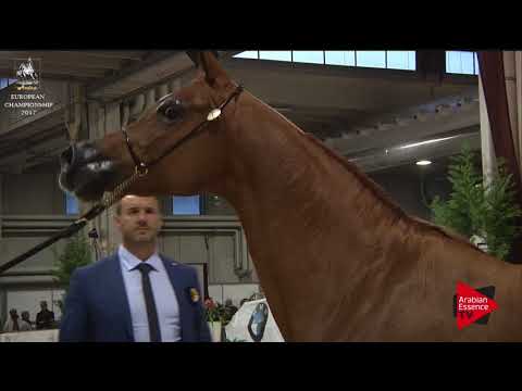 N.184 KARIMA BY GIADA - Verona 2017 - 7-9 Years Old Mares (Class 8)