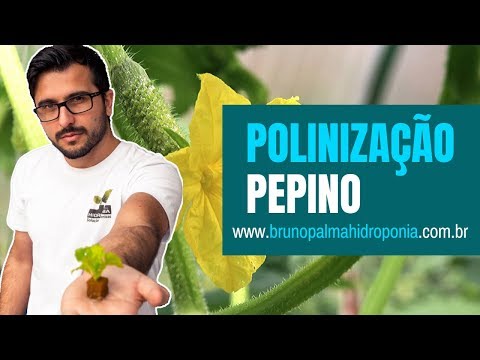 , title : 'Como fazer aponilização no pé de pepino? Hidroponia'