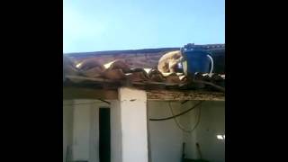 Macaco de peixeira na mão!