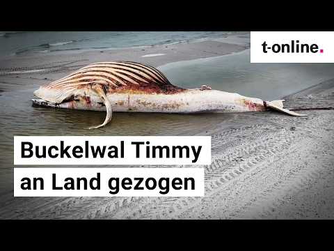 Video Thumbnail: Buckelwal "Timmy" an den Strand von Anholt geborgen