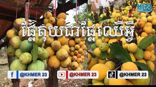 ផ្លែគុយជាផ្លែឈេីអ្វី
