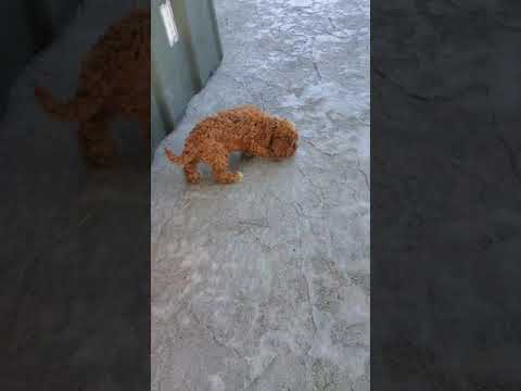Bear - Cavapoo puppy for sale