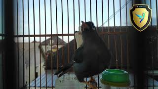 Download lagu TERAPI AKURAT AGAR POKSAY MANDARIN GACOR LUAR BIASA mp3