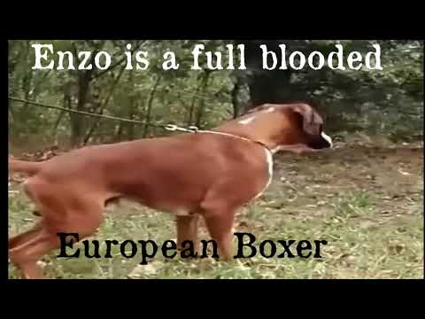 Boxer Stud