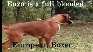 Boxer Stud - Multi-Champion