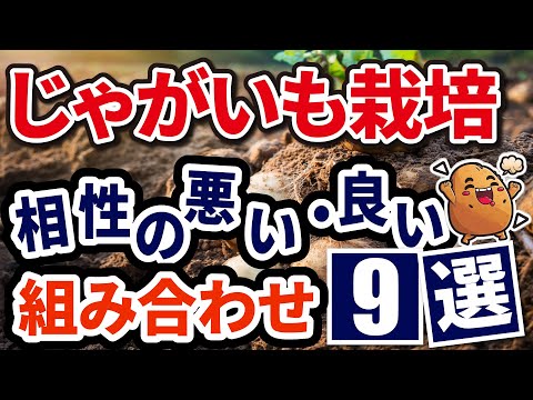 ジャガイモを敷くか植える - それが仕組みです 植物