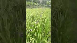 Download lagu jaring burung pipit #shorts mp3