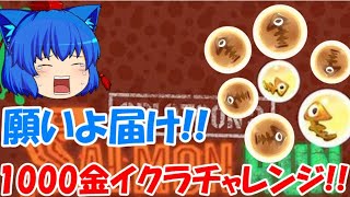 　【サモラン配信】ある人の為に金イクラ1,000個獲得するまでやる!!(概要欄必読)