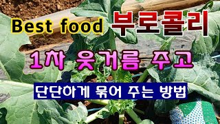 [텃밭농부 1,679]  Best food 부로콜리 단단히 묶어 주고 1차 웃거름 주는 방법. #부로콜리재배
