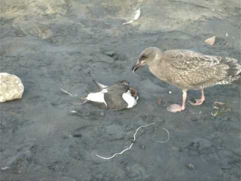 It's a bird eat bird world