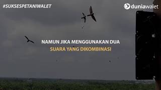 Download lagu TRIK KOMBINASI SUARA WALET PANGGIL mp3