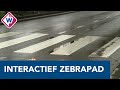 Interactieve zebrapaden moeten oversteken veiliger maken - OMROEP WEST