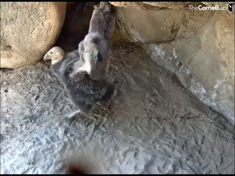 Hutton's Bowl Condor Cam ~ Baby Condor On The Move; Spooked By A Fly; Flapping & Playing 6.2.18