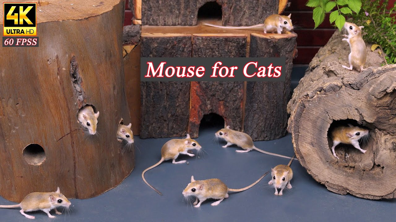 Cat TV Games: Ultimate Mouse Hunt in 4K | Real Mice Running & Hiding for Cats to Watch | 60FPS