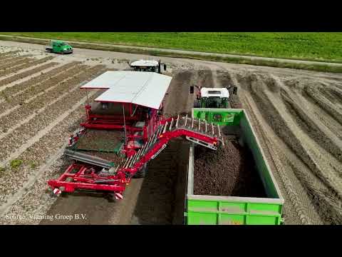How 2 Billion Tulip Bulbs Are Produced and Harvested   Tulips Cultivation Technique in Green House