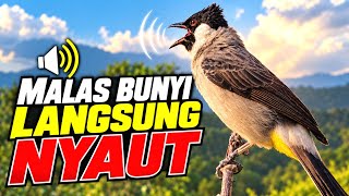 Download lagu Suara Pikat Kutilang Gacor Super Ribut Ampuh Untuk Masteran Dan Pikat Langsung Nyaut  mp3