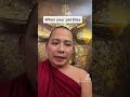 When Your Pet Dies Buddhism Shorts Meditation Dog Cat