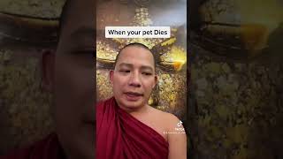 When your pet dies #buddhism #shorts #meditation #dog #cat