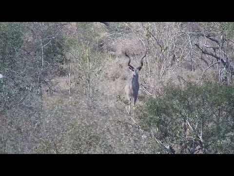 Djuma: Kudu bull - 15:13 - 09/10/2023
