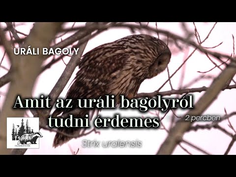 Uráli bagoly