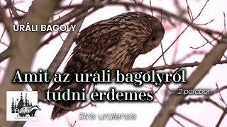 Uráli bagoly – fajismertető videó