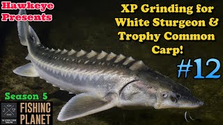 wallpapers Beluga Sturgeon Fishing Planet steam community hawkeye videos