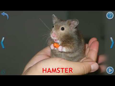 Domestic animals theme* English for kids - hello kites.