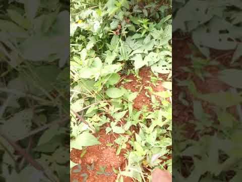 LUMONDE EKITUNDU EKYOOKUBIRI