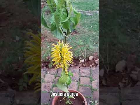 Justicia aurea, Yellow Jacobinia. Shade loving flowering plant, attractive bright yellow flowers